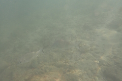 Acanthopagrus australis