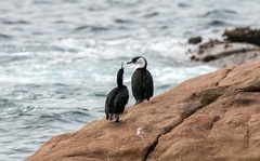 Phalacrocorax fuscescens