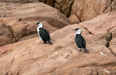 Phalacrocorax fuscescens