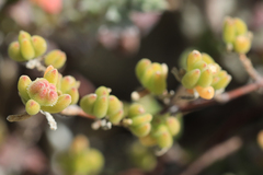 Drosanthemum candens