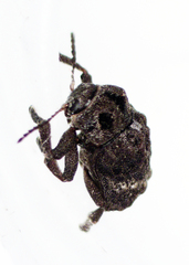 Chrysomeloidea