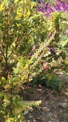 Perilla frutescens