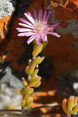 Drosanthemum candens