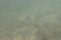 Acanthopagrus australis