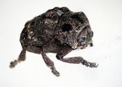 Chrysomeloidea