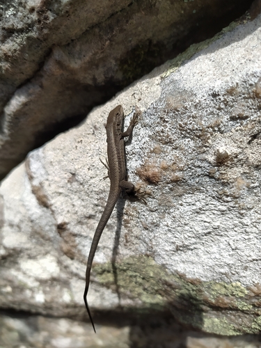 Tandilia Mountains Smooth-throated Lizard, Liolaemus absconditus
