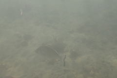 Acanthopagrus australis