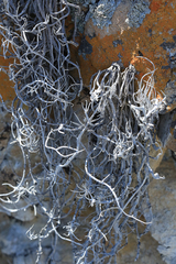 Roccellina hypomecha hypomecha