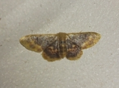 Idaea scintillularia