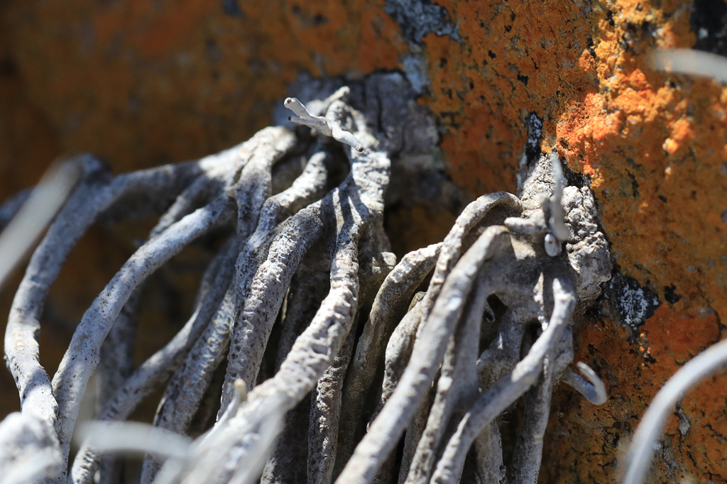 Southern Litmus Lichens