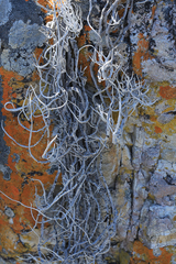 Roccellina hypomecha hypomecha