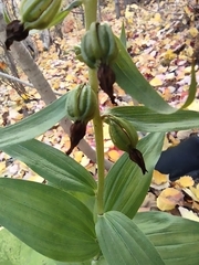 Epipactis helleborine