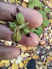 Epipactis helleborine