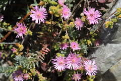 Drosanthemum candens