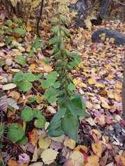 Epipactis helleborine