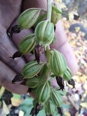 Epipactis helleborine