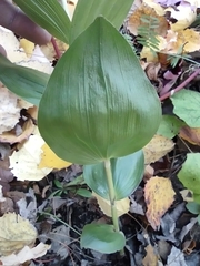 Epipactis helleborine