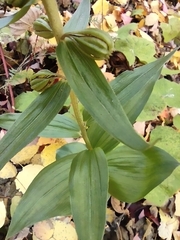 Epipactis helleborine