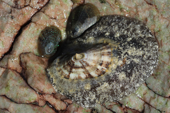 Fissurella mutabilis
