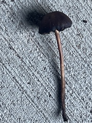Panaeolus foenisecii