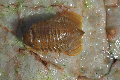 Exosphaeroma