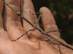 Phasmatini