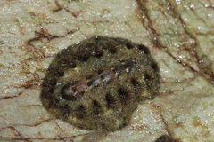 Acanthochitona garnoti