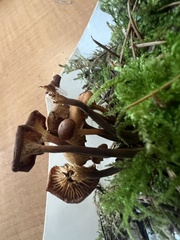 Xeromphalina brunneola