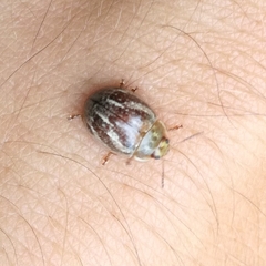 Paropsisterna semifumata