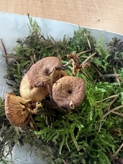 Xeromphalina brunneola