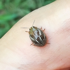 Paropsisterna semifumata