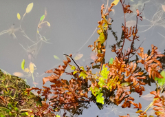 Potamogeton polygonifolius