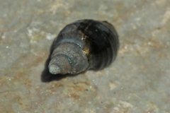 Burnupena catarrhacta