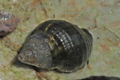 Burnupena catarrhacta