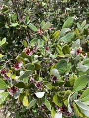 Feijoa