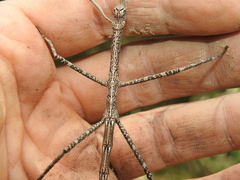 Phasmatini
