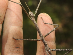 Phasmatini