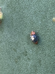 Cryptolaemus montrouzieri