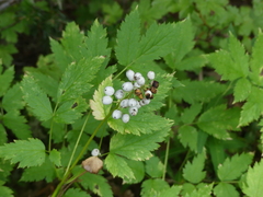 Actaea rubra neglecta