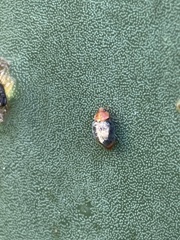 Cryptolaemus montrouzieri