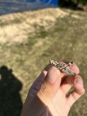 Aiolopus thalassinus tamulus