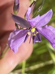 Arthropodium strictum