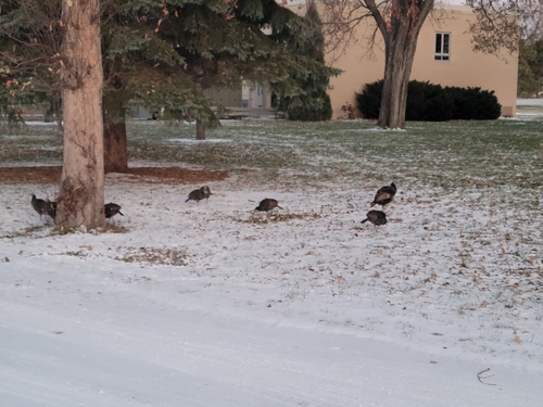 Wild Turkey photographed in North Dakota