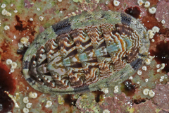 Rhyssoplax polita