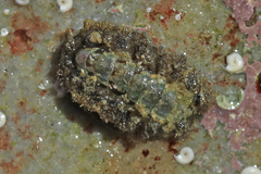 Acanthochitona garnoti