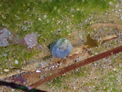 Littorina littorea