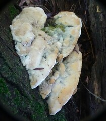 Rigidoporus populinus