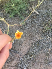Kallstroemia grandiflora