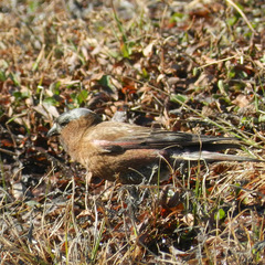 Leucosticte tephrocotis