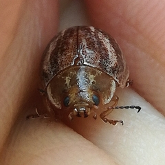 Paropsisterna semifumata